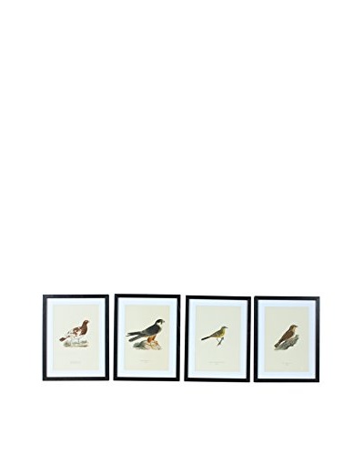 Set of 4 Framed Antique Swedish Bird Prints