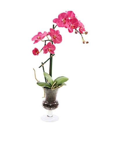 Phalaenopsis in Glass Vase, Fuchsia