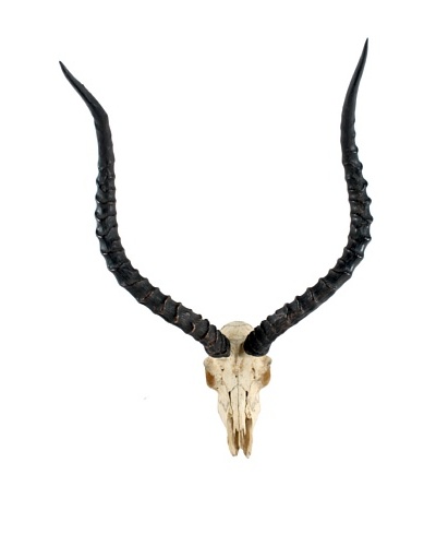 Impala Skull & Antlers, Black/White