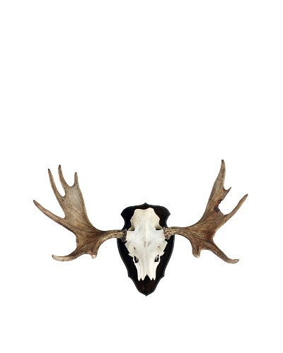 Moose Skull & Antlers, White/Tan/Black/Gold