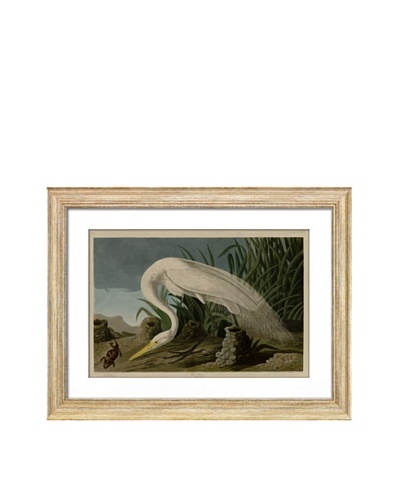 Audubon White Heron