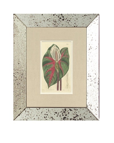 1825 Antique Hand Colored White Botanical, Mirror Frame