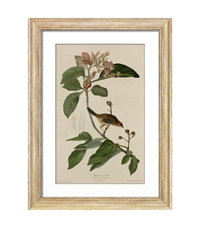 Audubon Bachmans Finch
