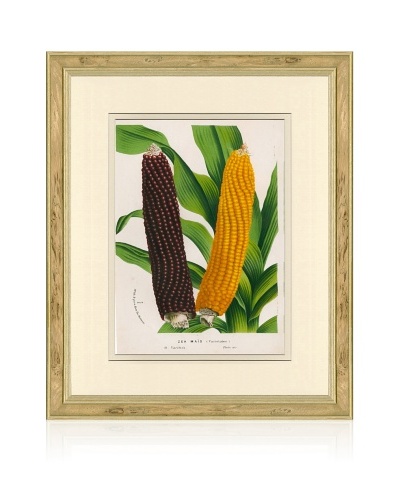 Antique Corn Print, 1873