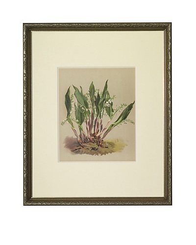 1903 Lily of the Valley Botanical Chromolithograph