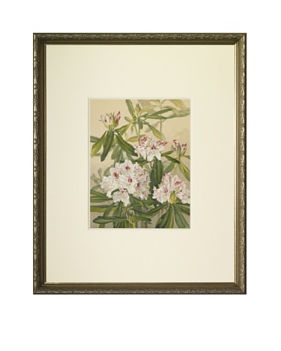1903 Rhododendron Botanical Chromolithograph