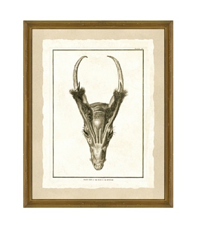 Skull Giclée Print