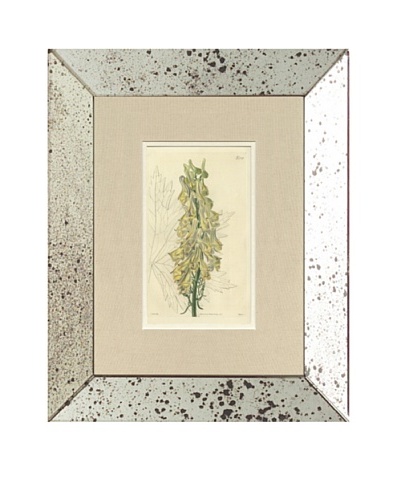 1825 Antique Hand Colored Yellow Botanical, Mirror Frame