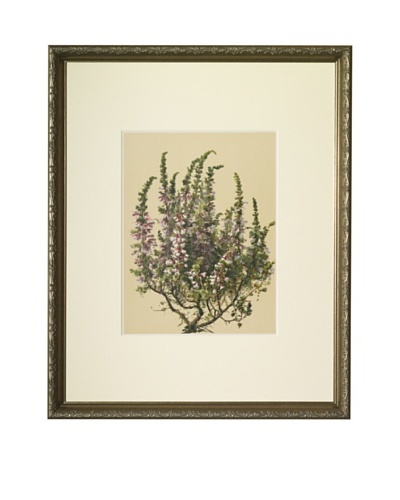 1903 Heath Botanical Chromolithograph