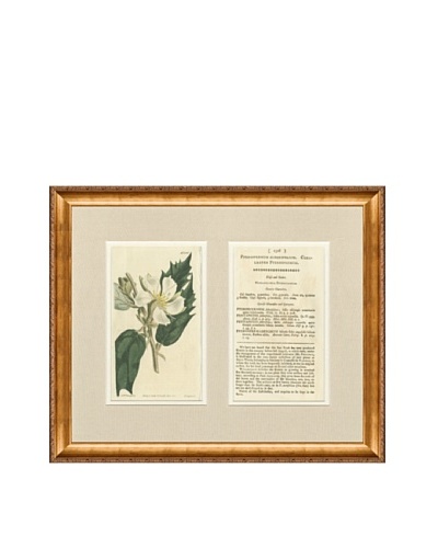 1813 Antique Hand Colored White Botanical with Description