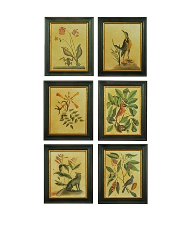 Set of Six Framed Reproduction Natural History Prints