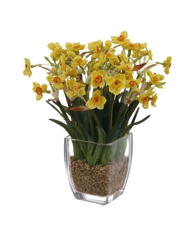 Potted Narcissus, Yellow