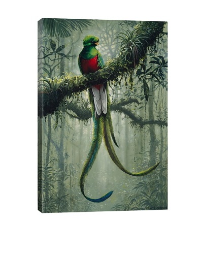 Resplendent Quetzal 2 by Harro Maass Giclée on Canvas