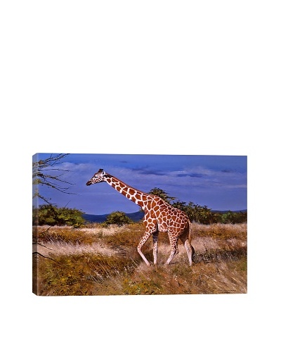 Reticulated Giraffe by Pip McFarry Giclée on Canvas