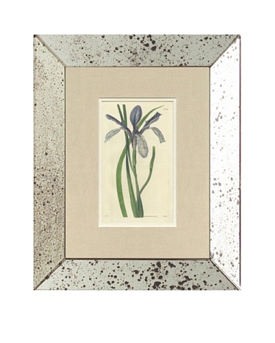 1824 Antique Hand Colored Lavender Botanical, Mirror Frame