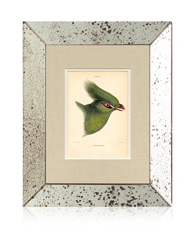 1854 Mirror Frame Bird Print I