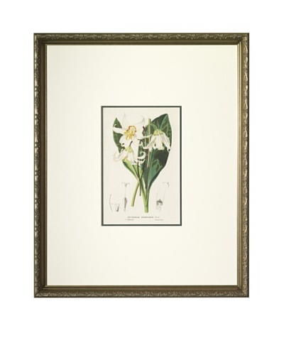1851 Erythronium, lily Lithograph