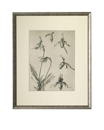 1903 Lady Slipper Orchid Botanical DrawingsAs You See
