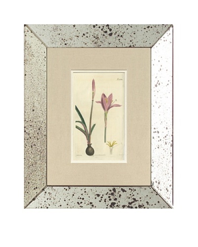 1825 Antique Hand Colored Pink Botanical II, Mirror Frame
