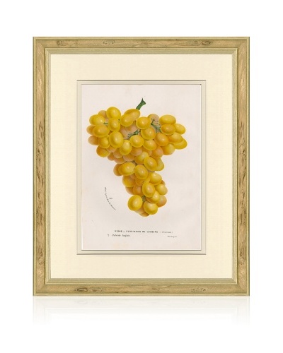 Antique Grapes Print, 1873