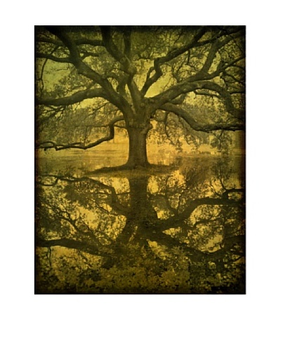 Moises Levy Audubon Oak Reflection