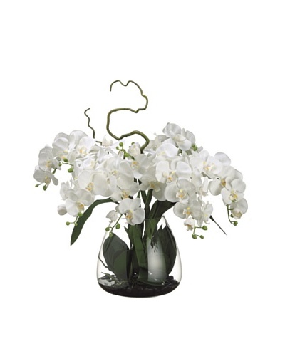 Allstate Floral Phalaenopsis Orchid in Glass Vase, Cream