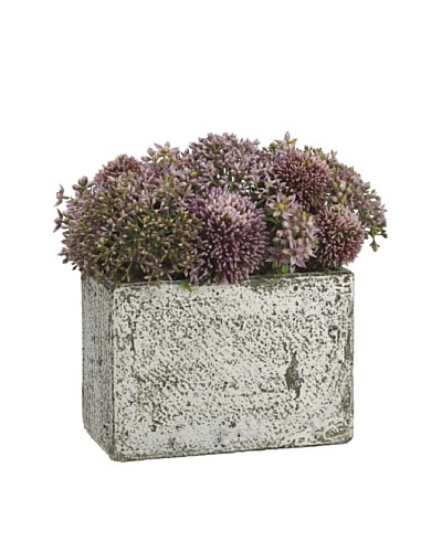 Allstate Floral Allium & Starflower in Tall Cement Container