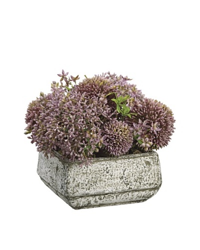 Allstate Floral Allium & Starflower in Short Cement Container