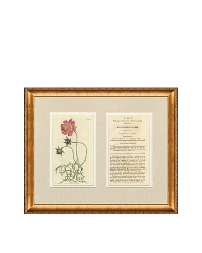 1813 Antique Hand Colored Pink Botanical with Description
