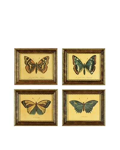 Set of 4 Framed Reproduction Entomological Prints