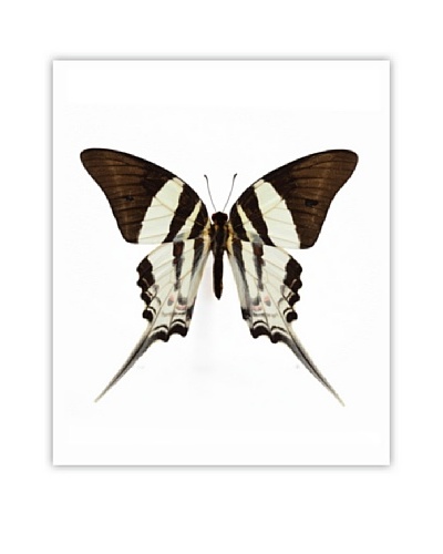 Art Addiction Acrylic Printed Beige Butterfly