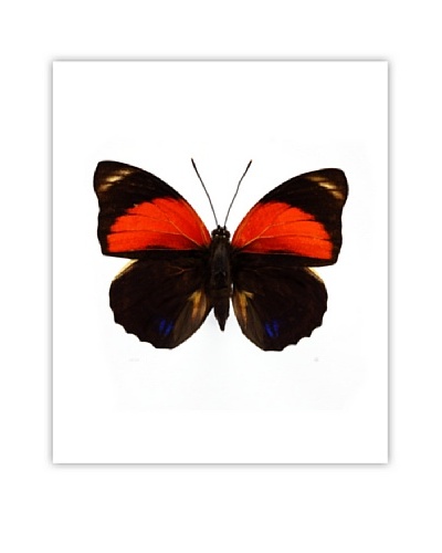 Art Addiction Acrylic Printed Red Butterfly
