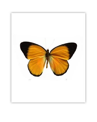 Art Addiction Acrylic Printed Mustard Butterfly