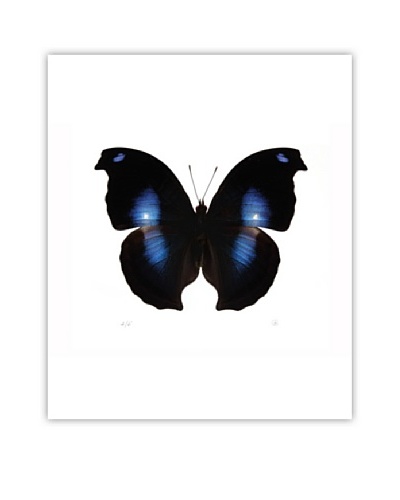 Art Addiction Acrylic Printed Black & Blue Butterfly