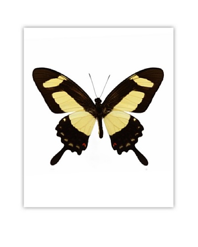 Art Addiction Acrylic Printed Yellow Butterfly II