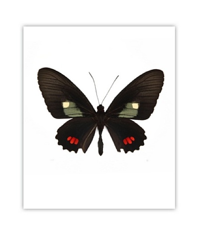 Art Addiction Acrylic Printed Black & Red Butterfly