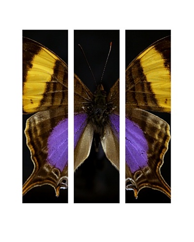 Art Addiction Acrylic Printed Butterfly Set III, Triptych