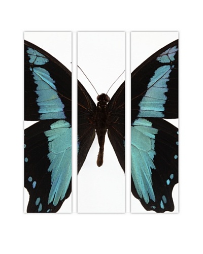 Art Addiction Acrylic Printed Butterfly Set I, Triptych
