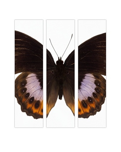 Art Addiction Acrylic Printed Butterfly Set II, Triptych
