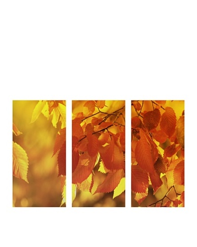 Art Addiction Set of 3 Autumn Foliage I 36″ x 18″ Acrylic Panels