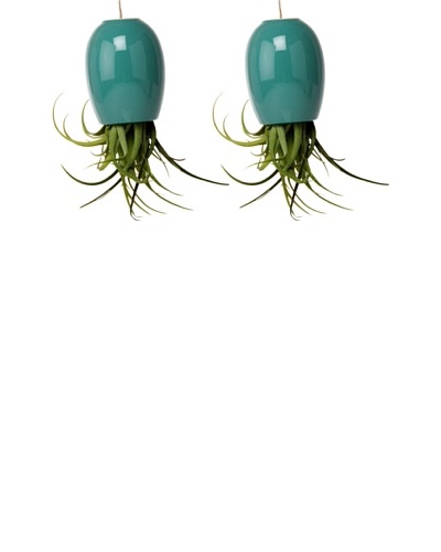 Chive Set of 2 Aqua Large Plant Shades