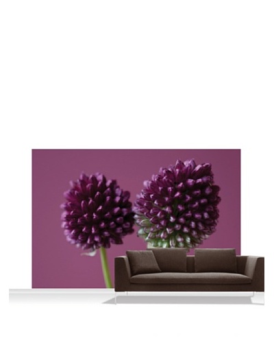 Clive Nichols Photography The Purple Flowers of Allium Sphaerocephalon Standard Mural - 12' x 8'