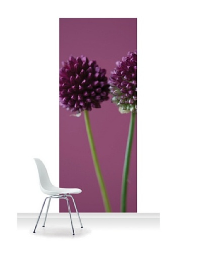 Clive Nichols Photography The Purple Flowers of Allium Sphaerocephalon Standard Mural