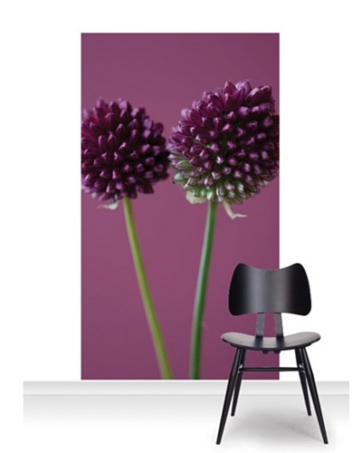 Clive Nichols Photography The Purple Flowers of Allium Sphaerocephalon Mural [Accent]