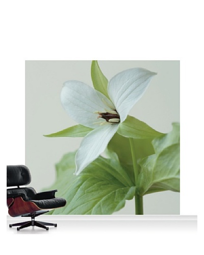 Clive Nichols Photography The White Flower of Trillium Simile Standard Mural - 8' x 8'