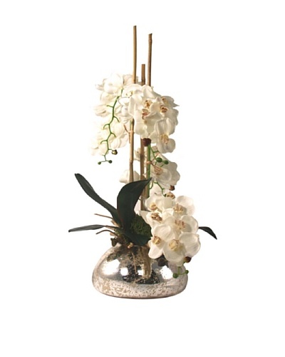 Creative Displays Small White Orchid in Mercury Vase