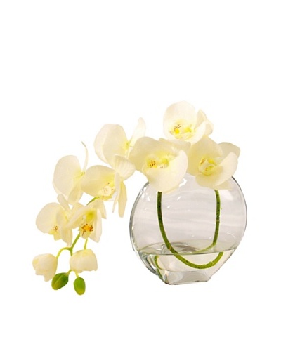 Creative Displays White Orchid in Acrylic Water