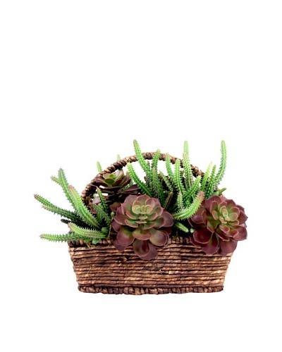 Creative Displays Assorted Cactus in Basket