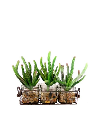 Creative Displays Cactuses in Rectangular Glass Planter
