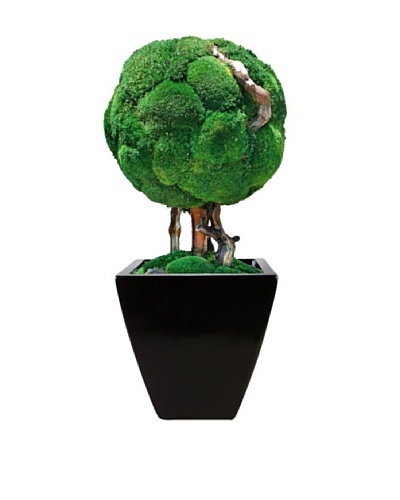 Forever Green Art Handmade Single Moss Ball Bonsai Tree